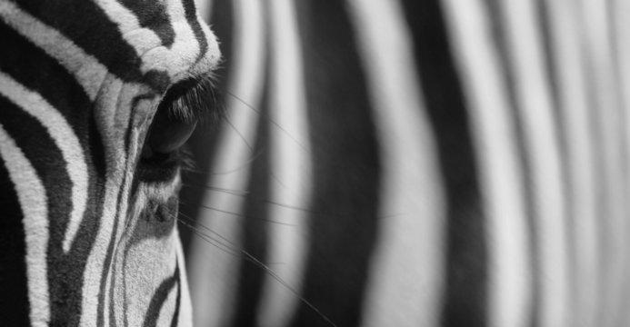 Fototapeta zebra