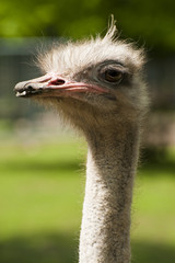 Vogel Strauss