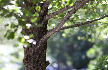 Fototapeta premium nature woodland background - alder tree on a lovely summer day