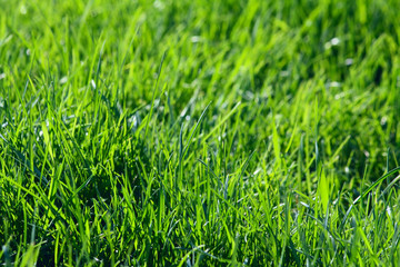 Green grass