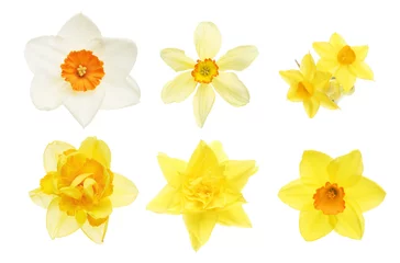 Crédence de cuisine en verre imprimé Narcisse Collection of daffodil flowers
