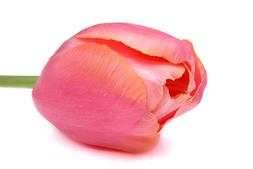 Tulipe