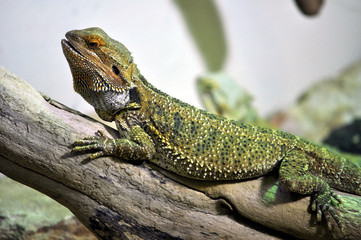 Chameleon