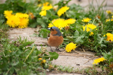 Fototapete bei efototapeten.de bestellen   