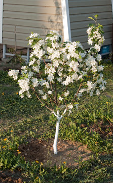 Flowering of a dwarfish apple-tree