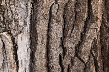 Texture of a tree bark