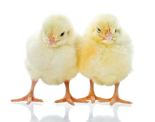 two yellow chicks