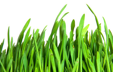 Fototapeta premium green grass