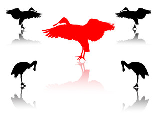 Vogelgruppe mit Schattenspiegelung