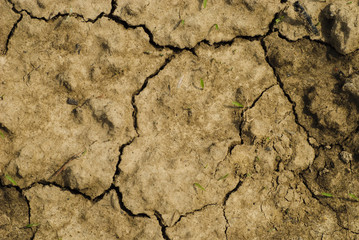 Dry soil texture
