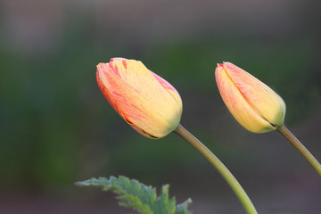 Two tulips