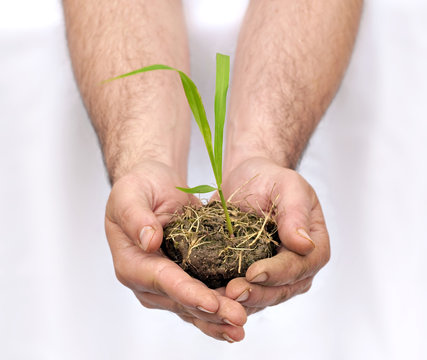 Hands offering a turf of earth with a young plant