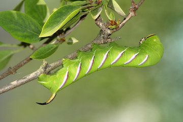 Hawk moth caterpillar (Sphinx ligustri)