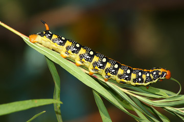 Hawk moth caterpillar (Hyles euphorbiae)