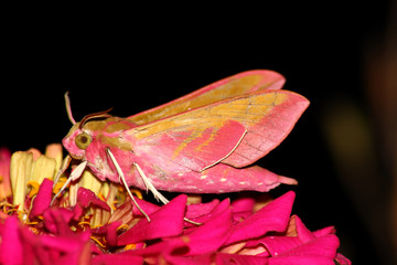Hawk moth (Deilephila elpenor)