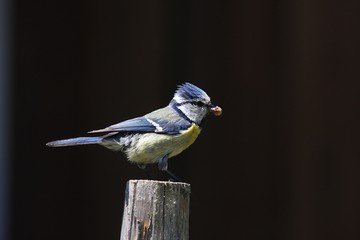 Blaumeise