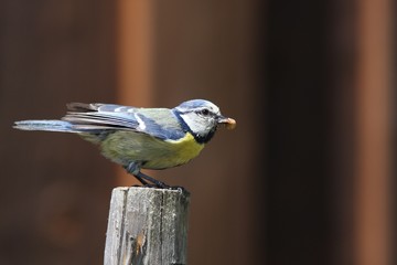 Blaumeise