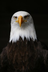 adler