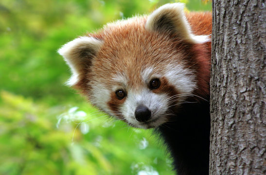 Fototapeta Roter Panda