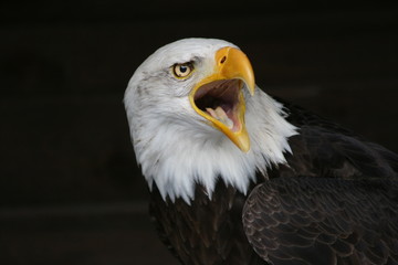 adler