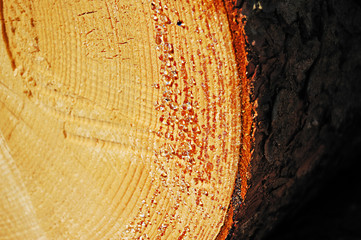 A sawn end of pine log with amber-colored drops of resin