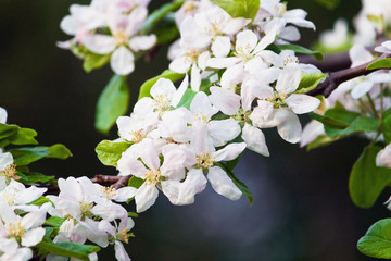 Apfelblüte auf schwarzem Hintergrund