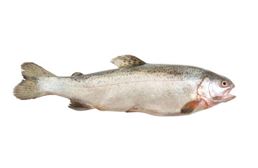 Fresh trout on white background