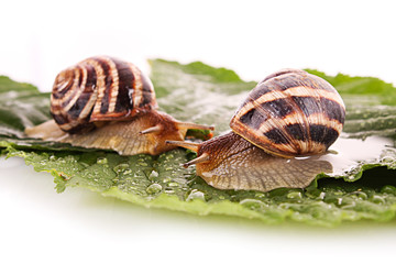 Two snails on leaf over white background
