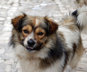 Dog