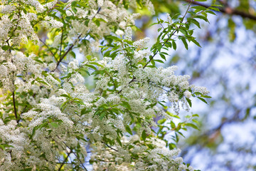 birdcherry tree blossom at spring