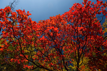 Autumn bushes