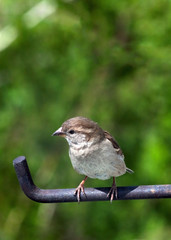Small sparrow