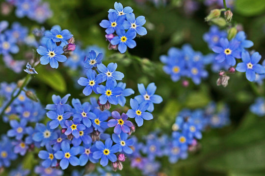 Miosotis-Bilder: Stock-Fotos & -Videos. | Adobe Stock