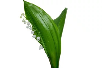 Peel and stick wallpaper Lily of the valley Lily of the valley