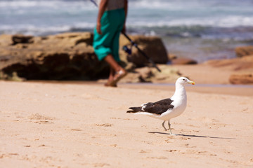 Seagull and fisherman on beach