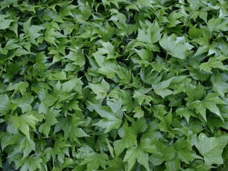 Ivy