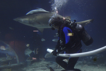 shark and diver in aquarium
