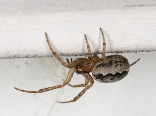 Small spider sitting on wall. Macro photo.