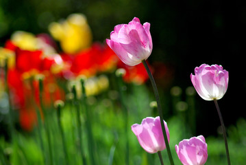 Blass rosa  weisse Tulpe