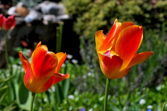 Zwei orange rote Tulpen