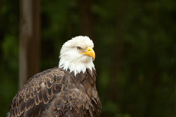 American Bald Eagle 3/4 profile