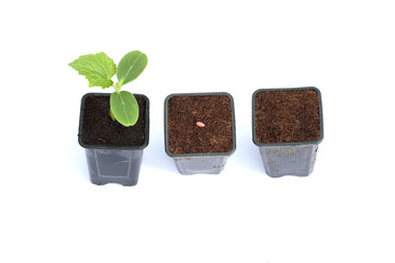 Three pots.