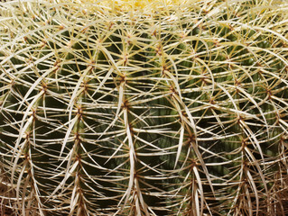 Cactus Thorns