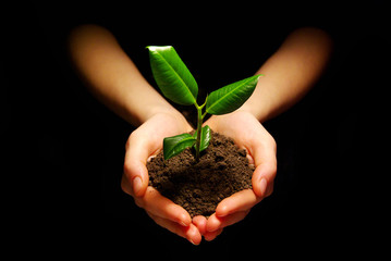 plant in hands