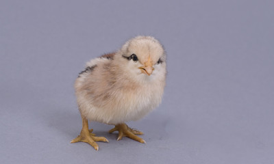 poussin sur fond gris