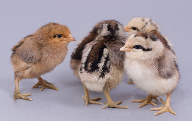 petits poussins de un jour sur fond gris
