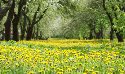 Field of dandelions