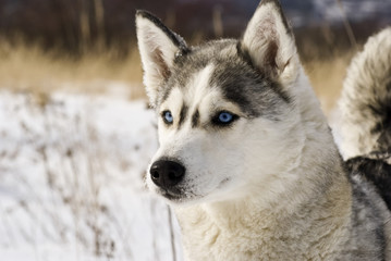 Siberian husky