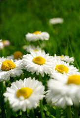 Obraz na płótnie Canvas Piękne Daisies Marguerite w trawie