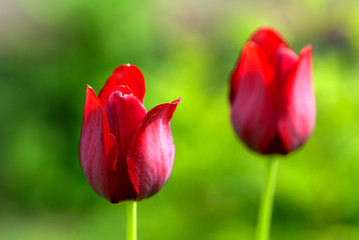 tulip